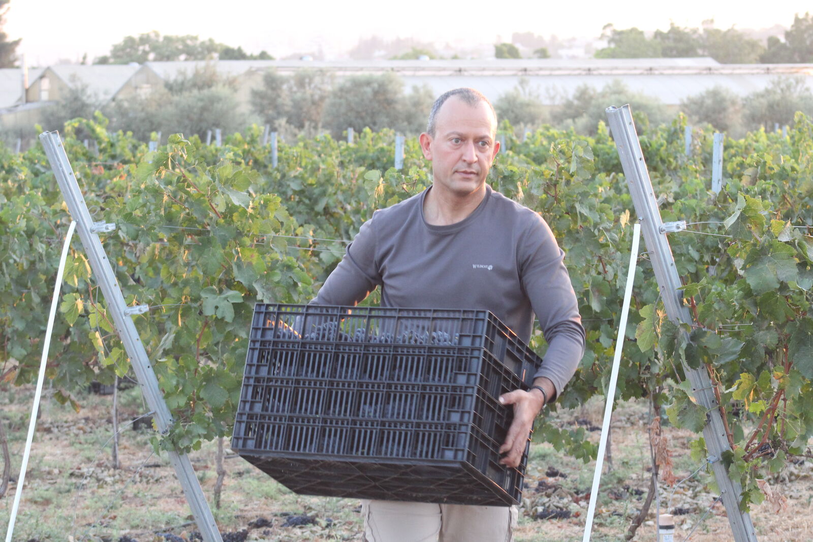 בציר בכרם